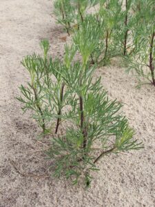 Artemisia campestris