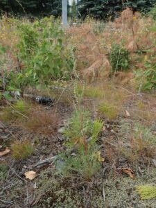 Artemisia campestris subsp. campestris
