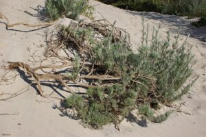 Artemisia sericea