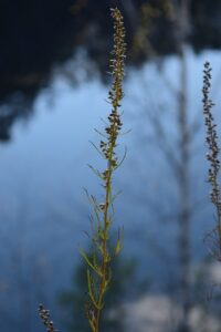 Artemisia pubescens