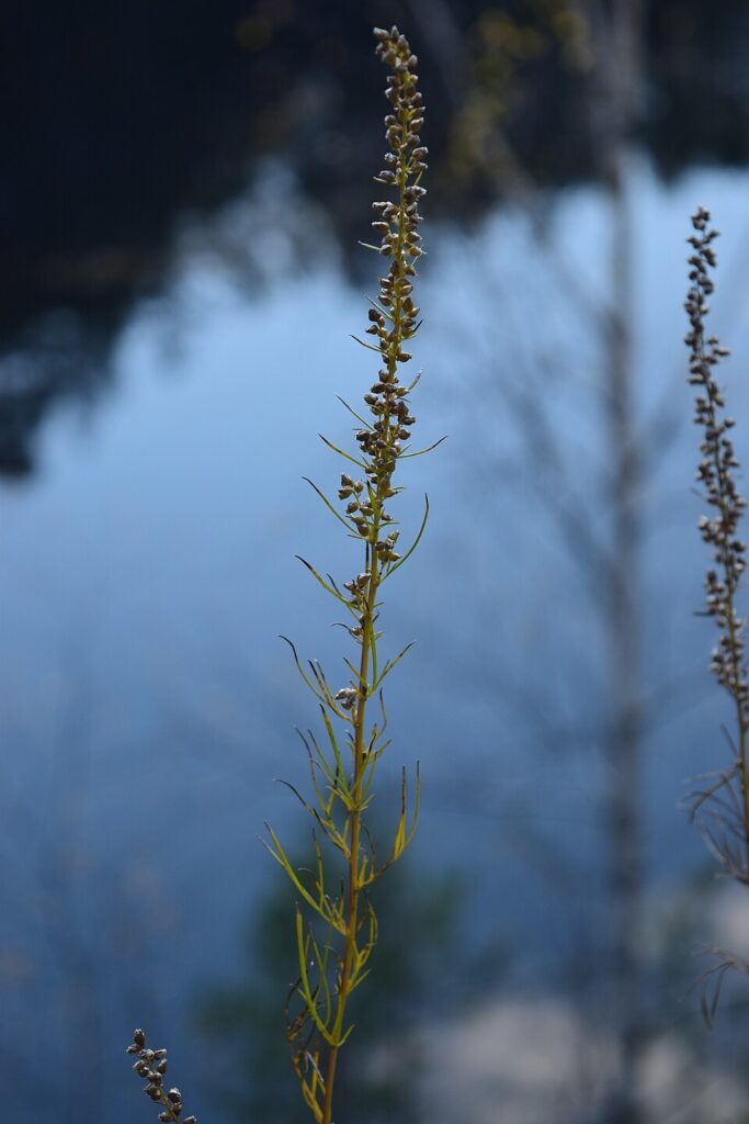 Artemisia pubescens