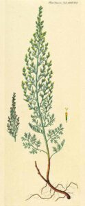 Artemisia glauca