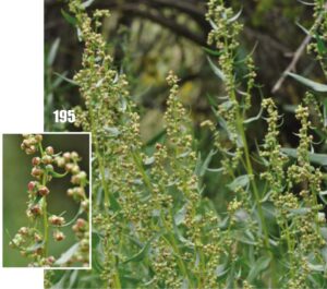 Artemisia dracunculus