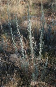 Artemisia frigida