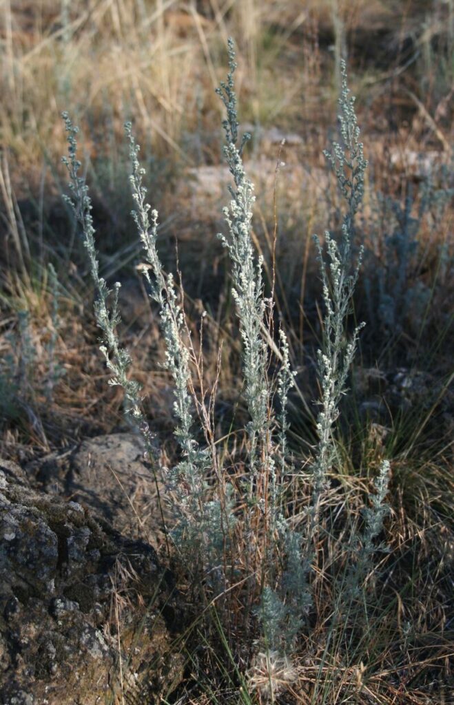 Artemisia frigida