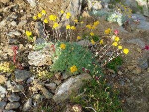 Artemisia glacialis