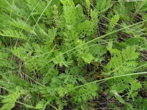 Artemisia latifolia
