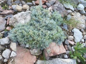 Artemisia nitida