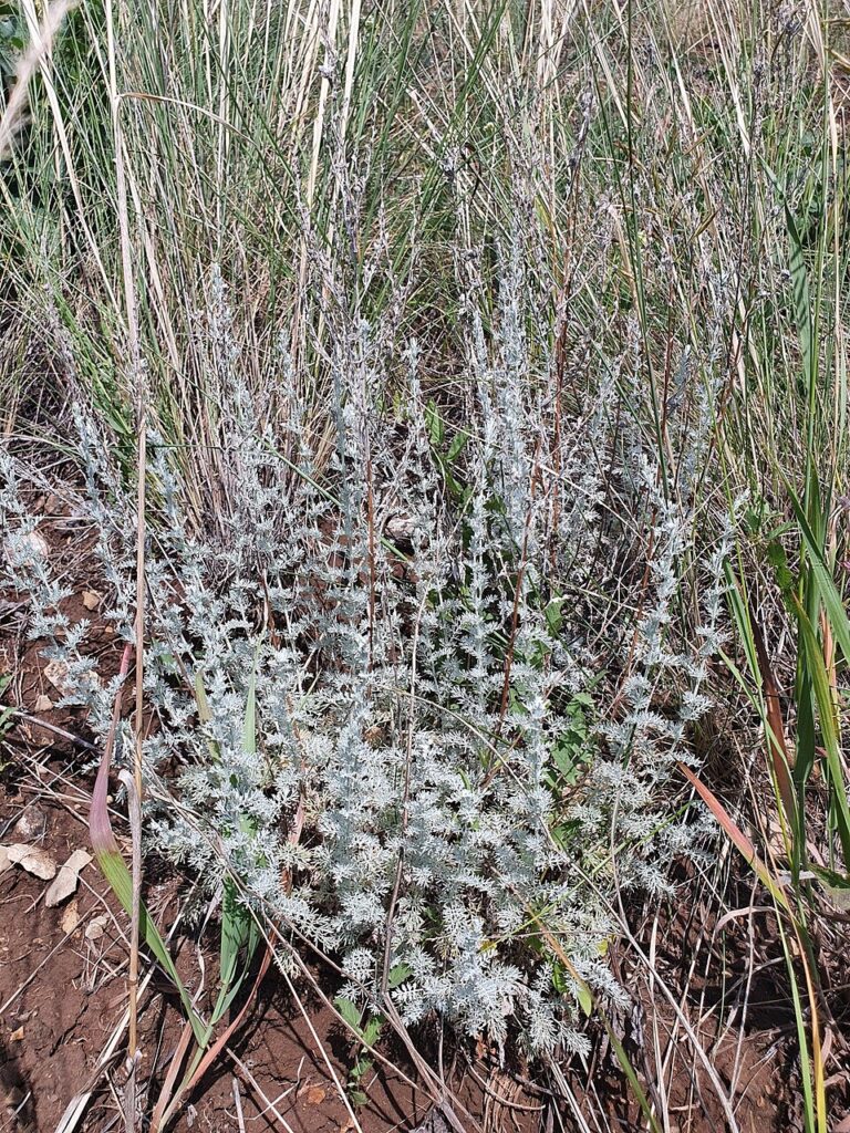 Artemisia nitrosa