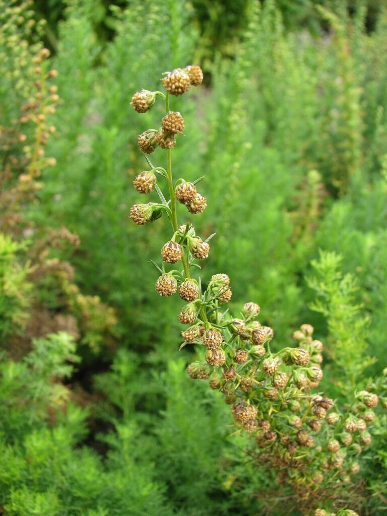 Artemisia rupestris