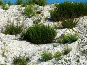 Artemisia salsoloides