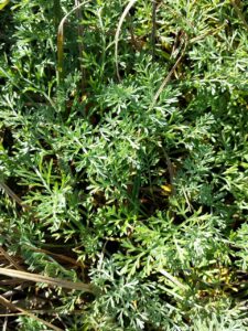 Artemisia santonicum