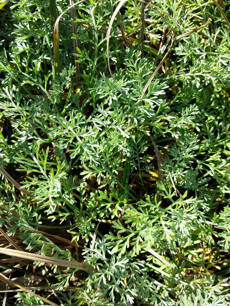 Artemisia santonicum