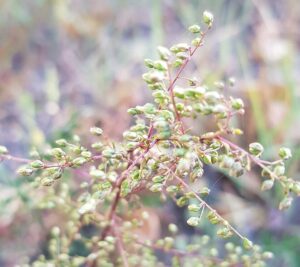 Artemisia scoparia