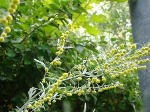 Artemisia siversiana
