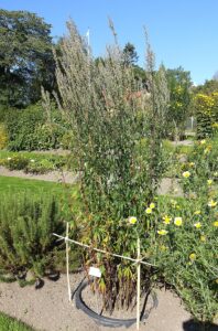 Artemisia verlotiorum