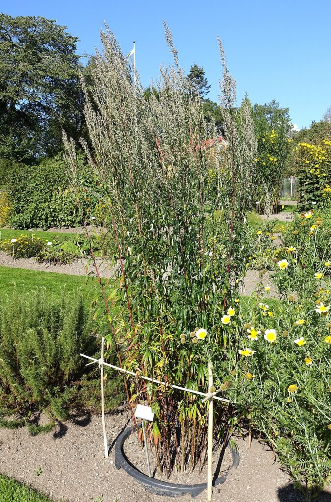 Artemisia verlotiorum