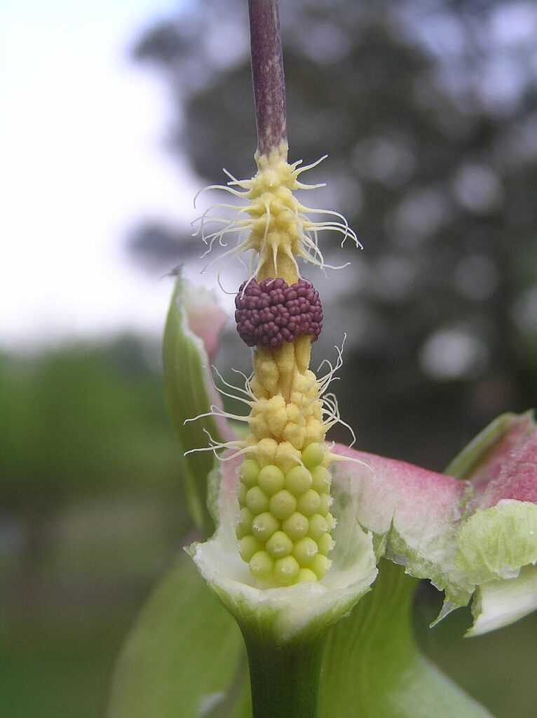 Arum cylindraceum