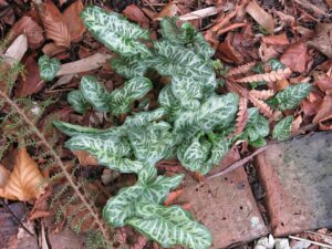 Arum pictum