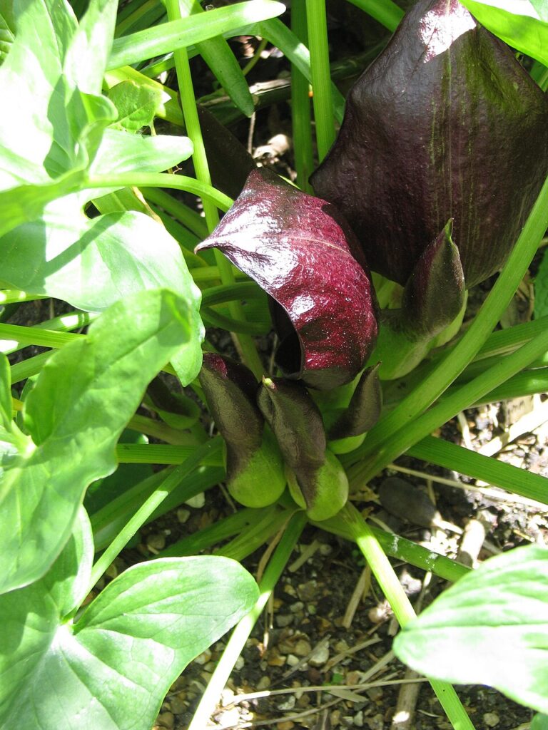 Arum nigrum