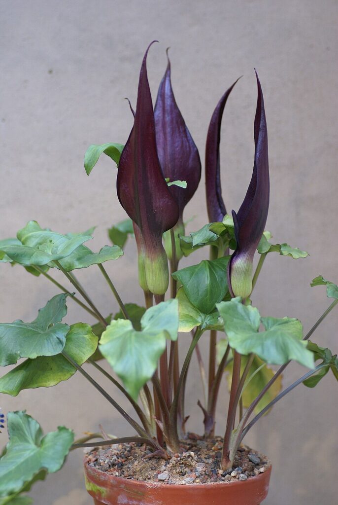 Arum purpureospathum
