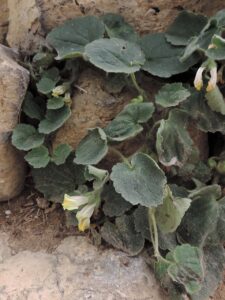 Asarina procumbens