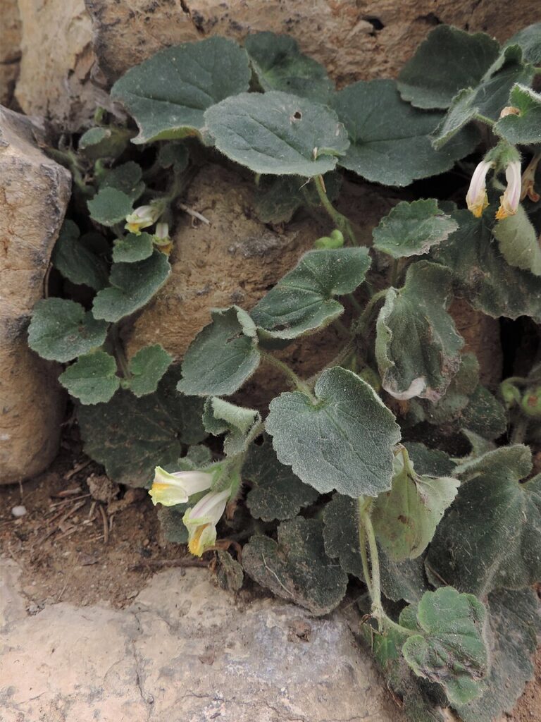 Asarina procumbens