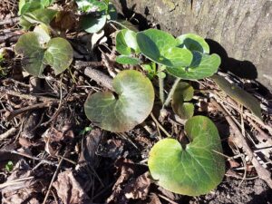 Asarum europaeum subsp. europaeum