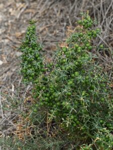 Asparagus horridus