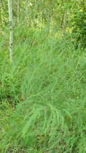 Asparagus officinalis