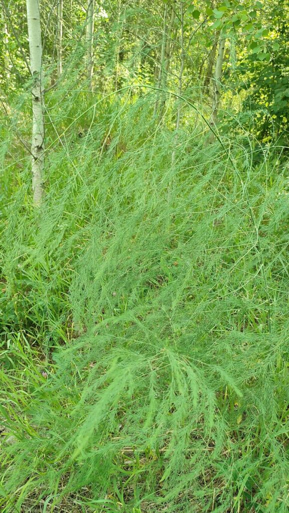 Asparagus officinalis
