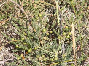 Asparagus prostratus