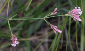 Asperula calabra