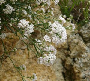 Asperula pyrenaica