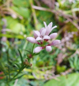 Cynanchica pyrenaica subsp. pyrenaica