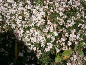 Asperula gussonii