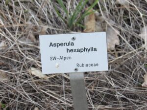 Asperula hexaphylla