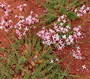 Asperula hirsuta