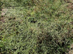 Asperula scutellaris
