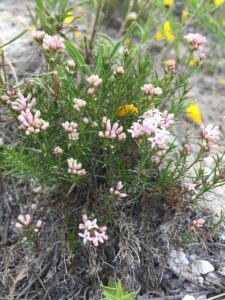 Asperula tephrocarpa