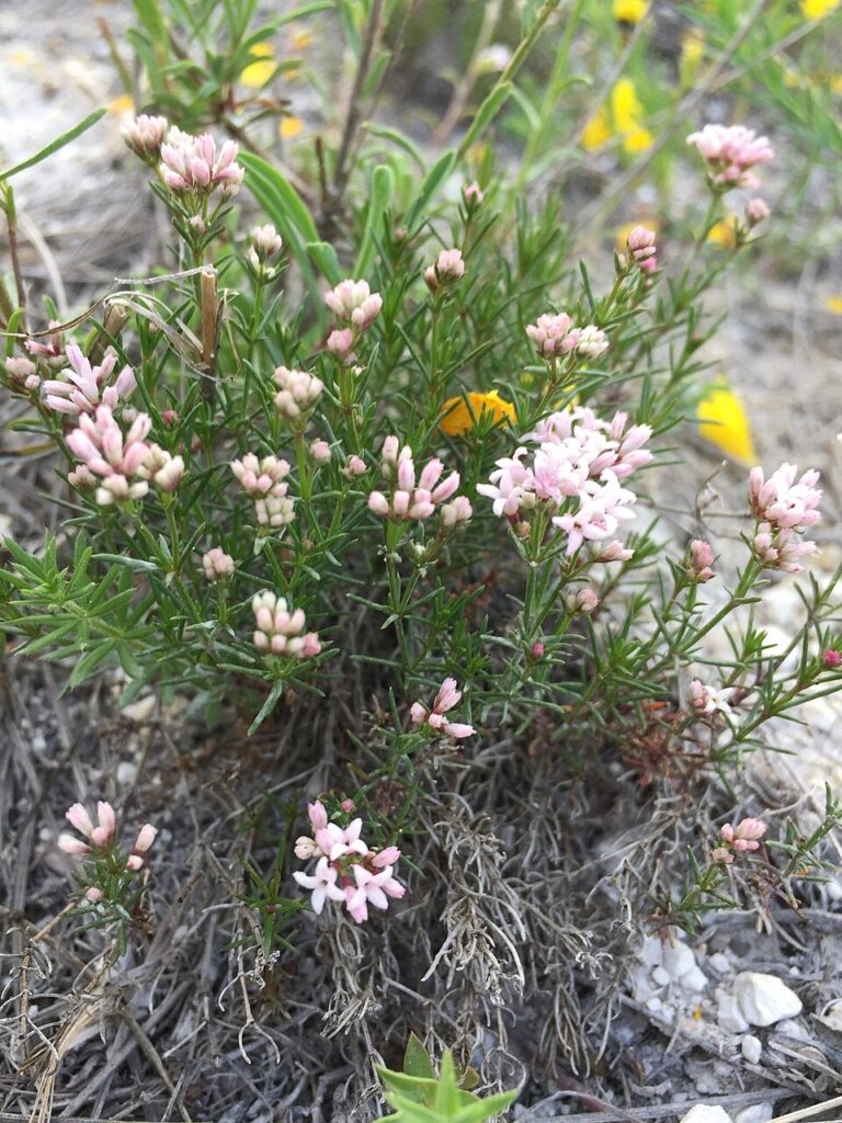 Asperula tephrocarpa