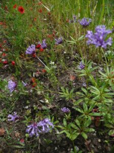 Asperula arvensis