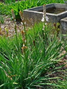 Asphodelus albus subsp. albus