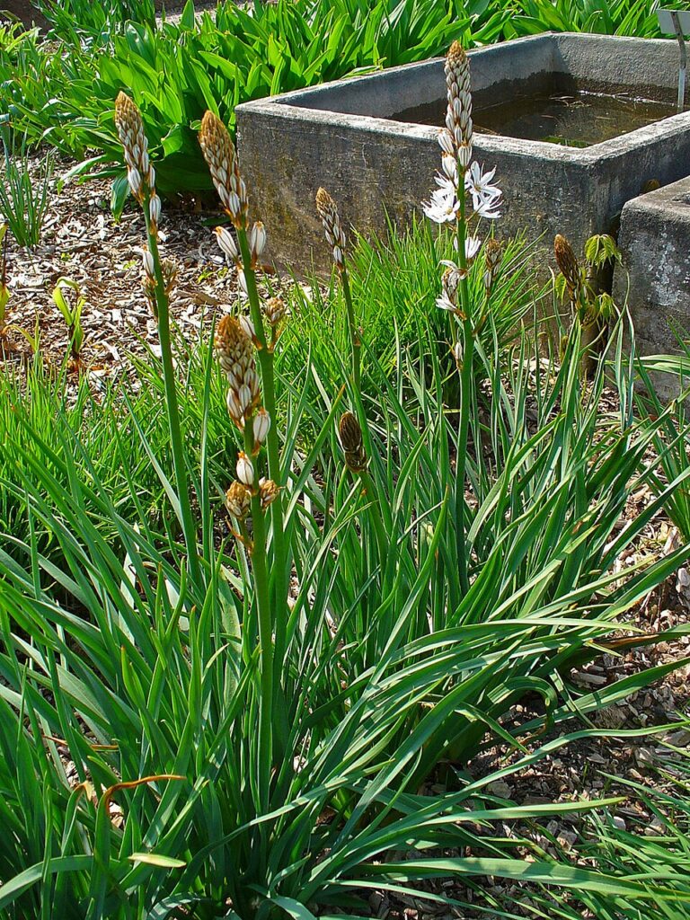 Asphodelus albus subsp. albus