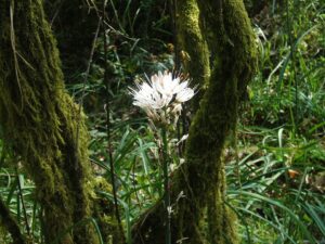 Asphodelus albus
