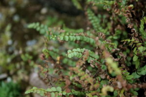 Asplenium adulterinum