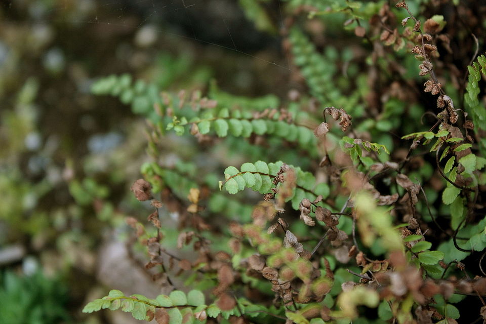 Asplenium adulterinum