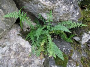 Asplenium fontanum subsp. fontanum