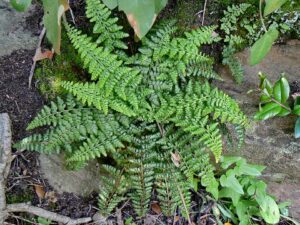 Asplenium foreziense