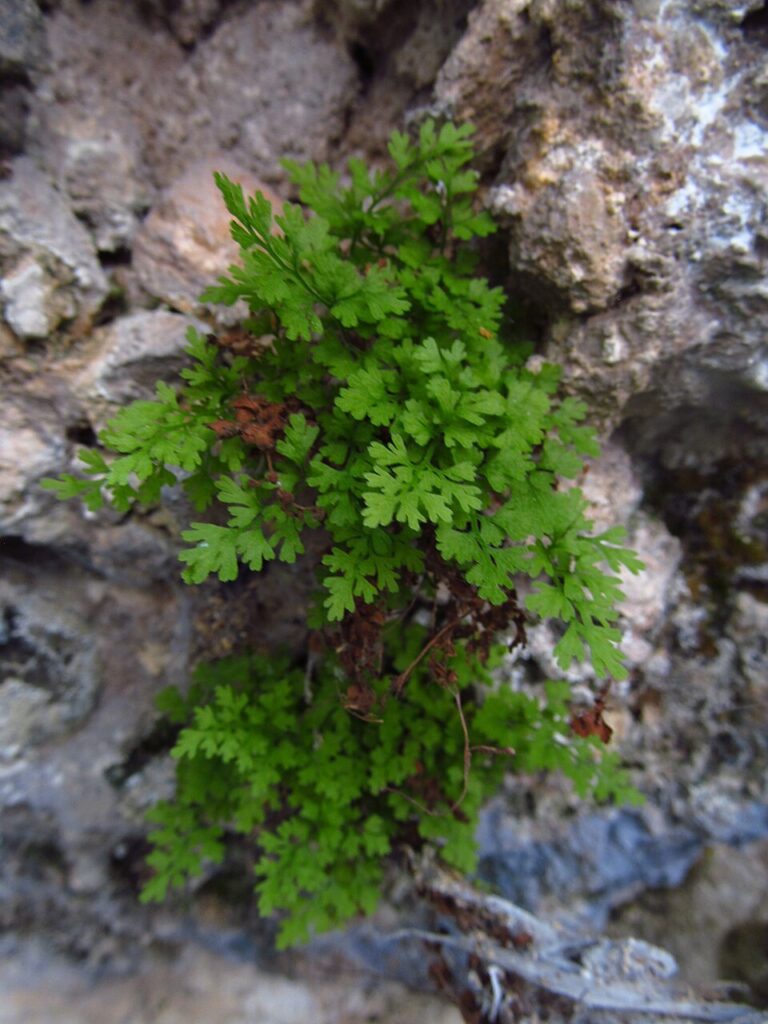 Asplenium lepidum